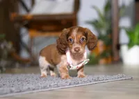 Taylor, a female Miniature Dachshund for sale in Millersburg, OH – Photo 8 of 9