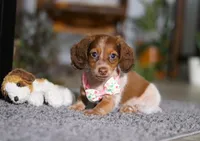 Taylor, a female Miniature Dachshund for sale in Millersburg, OH – Photo 6 of 9