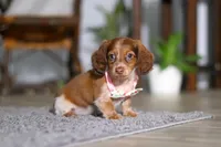 Taylor, a female Miniature Dachshund for sale in Millersburg, OH – Photo 7 of 9