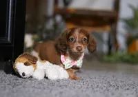 Taylor, a female Miniature Dachshund for sale in Millersburg, OH – Photo 4 of 9