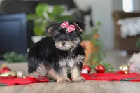 Avery, a female Morkie for sale in Millersburg, OH – Photo 4 of 5