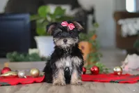 Avery, a female Morkie for sale in Millersburg, OH – Photo 1 of 5