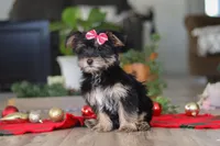 Avery, a female Morkie for sale in Millersburg, OH – Photo 3 of 5