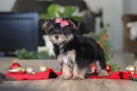 Avery, a female Morkie for sale in Millersburg, OH – Photo 5 of 5