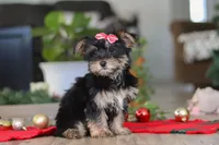 Avery, a female Morkie for sale in Millersburg, OH – Photo 2 of 5