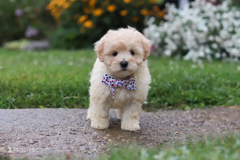 Riley – Coton de Tulear, Poodle - Miniature  puppy for sale in Millersburg, OH