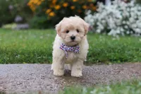 Riley, a male Coton de Tulear and Poodle - Miniature  for sale in Millersburg, OH – 1 of 7