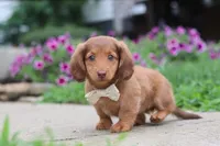 Grace, a female Miniature Dachshund for sale in Millersburg, OH – 3 of 10