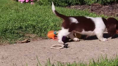 Chase, a male Dachshund for sale in Millersburg, OH – 6 of 6