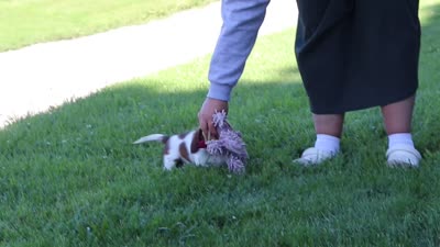 Benji, a male Miniature Dachshund for sale in Millersburg, OH – 6 of 6