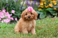 Missy, a female Cavapoo for sale in Millersburg, OH – Photo 3 of 5