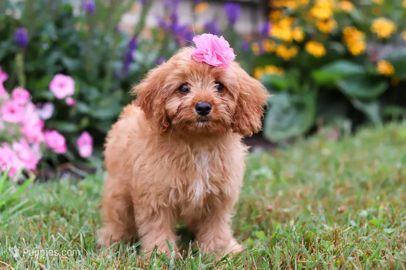 Missy, a female Cavapoo for sale in Millersburg, OH – Photo 1 of 5