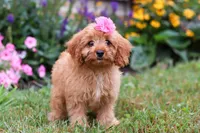 Missy, a female Cavapoo for sale in Millersburg, OH – Photo 1 of 5