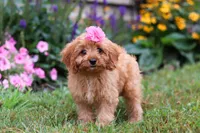 Missy, a female Cavapoo for sale in Millersburg, OH – Photo 5 of 5