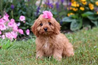 Missy, a female Cavapoo for sale in Millersburg, OH – Photo 2 of 5