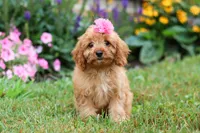 Missy, a female Cavapoo for sale in Millersburg, OH – Photo 4 of 5