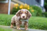 Ollie, a male Miniature Dachshund for sale in Millersburg, OH – 3 of 7