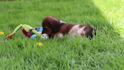 Tony, a male Miniature Dachshund for sale in Millersburg, OH – 9 of 9