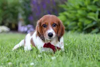 Benji, a male Miniature Dachshund for sale in Millersburg, OH – 4 of 6