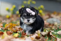 Pumpkin, a female Morkie for sale in Millersburg, OH – Photo 4 of 6