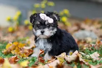 Pumpkin, a female Morkie for sale in Millersburg, OH – Photo 3 of 6