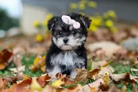 Pumpkin, a female Morkie for sale in Millersburg, OH – Photo 1 of 6