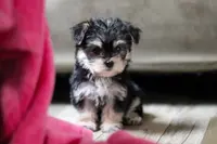 Pumpkin, a female Morkie for sale in Millersburg, OH – Photo 6 of 6