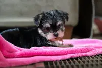 Pumpkin, a female Morkie for sale in Millersburg, OH – Photo 5 of 6