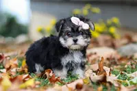 Pumpkin, a female Morkie for sale in Millersburg, OH – Photo 2 of 6