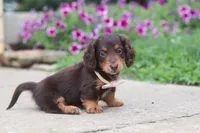 Olivia, a female Miniature Dachshund for sale in Millersburg, OH – 3 of 10