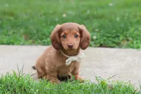 Grace, a female Miniature Dachshund for sale in Millersburg, OH – 9 of 10
