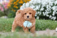 Blake, a male Maltipoo for sale in Millersburg, OH – 3 of 9