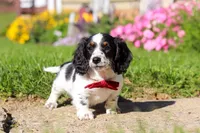 Kobe, a male Dachshund for sale in Millersburg, OH – 2 of 6