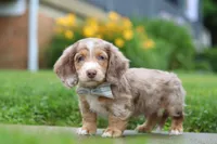 Ollie, a male Miniature Dachshund for sale in Millersburg, OH – 2 of 7