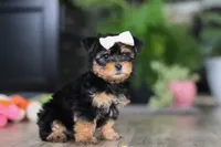 Noel, a female Morkie for sale in Millersburg, OH – Photo 6 of 6