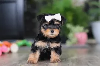 Noel, a female Morkie for sale in Millersburg, OH – Photo 4 of 6