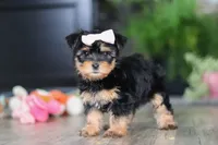 Noel, a female Morkie for sale in Millersburg, OH – Photo 5 of 6