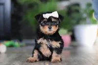 Noel, a female Morkie for sale in Millersburg, OH – Photo 2 of 6