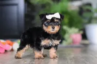 Noel, a female Morkie for sale in Millersburg, OH – Photo 3 of 6