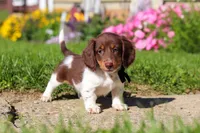 Chase, a male Dachshund for sale in Millersburg, OH – 4 of 6