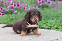 Olivia, a female Miniature Dachshund for sale in Millersburg, OH – 7 of 10