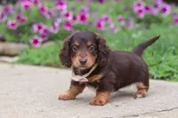 Olivia, a female Miniature Dachshund for sale in Millersburg, OH – 5 of 10