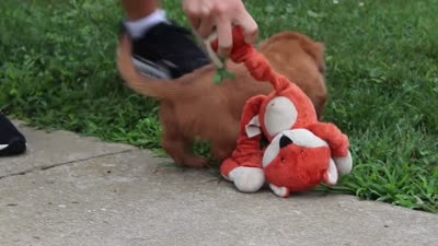 Ethan, a male Miniature Dachshund for sale in Millersburg, OH – 9 of 9