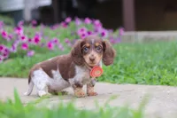 Chloe, a female Miniature Dachshund for sale in Millersburg, OH – 2 of 7
