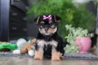 Ellison, a female Morkie for sale in Millersburg, OH – Photo 6 of 6