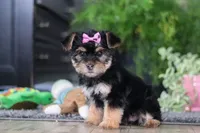 Ellison, a female Morkie for sale in Millersburg, OH – Photo 5 of 6