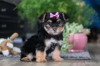 Ellison, a female Morkie for sale in Millersburg, OH – Photo 3 of 6