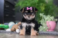 Ellison, a female Morkie for sale in Millersburg, OH – Photo 1 of 6