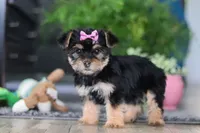 Ellison, a female Morkie for sale in Millersburg, OH – Photo 2 of 6
