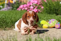 Maverick, a male Dachshund for sale in Millersburg, OH – 3 of 6